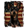 Miniature Pinscher America Usa