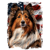 Shetland Sheepdog America Usa