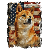 Shiba Inu America Usa