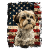Shih Tzu America Usa