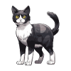 Animal Chat