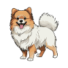 Pomeranian Dog Animal