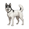 Husky Dog Animal