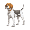 Beagle Dog Animal