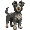 Yorkshire Terrier Hund Tier