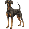 Doberman Dog Animal