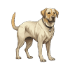 Labrador Dog Animal