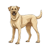 Kangal Dog Animal