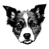 Australian Shepherd