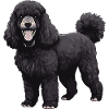 Pudel Hund Tier