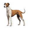 Greyhound Dog Animal