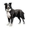 Border Collie Chien Animal