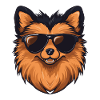 Pomeranian Dog Pomeranian Cool
