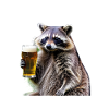 Waschbär mit Bier