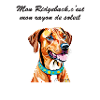 Rhodesian Ridgeback rayon de soleil