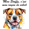 staffy rayon de soleil