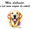 Labrador rayon de soleil