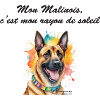 Malinois rayon de soleil