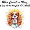 Cavalier King rayon de soleil