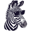 zebra, sunglasses, summer, gift