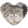 Pallas' Cat Heart