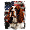 English Springer Spaniel, America USA