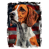 Foxhound anglais, Amérique États-Unis