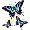 Blue Swallowtail