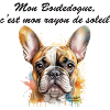 Bouledogue rayon de soleil