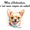 Chihuahua rayon de soleil
