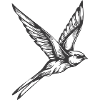 Swallow