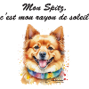 Spitz rayon de soleil