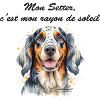 Setter rayon de soleil