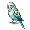 Budgerigar