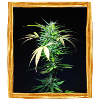 Cannabis plant