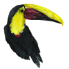 Toucan