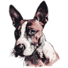 Bullterrier
