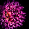Chrysantheme