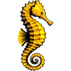 Seepferdchen