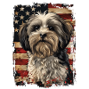 Havanese, America Usa