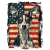 Italian Greyhound, America Usa