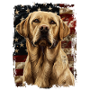 Labrador Retriever America Usa