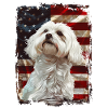 Maltese America USA