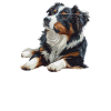Australian Shepherd BLANKE FREUDE AUSSIE