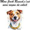 Jack Russel rayon de soleil