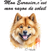 Eurasier rayon de soleil