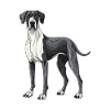 Great Dane Dog Animal