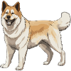 Akita Dog Animal