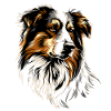 Australian Shepherd Hund, Älskare, Söt, Aussie