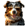 Australian Shepherd Hunde Liebhaber Süßer Aussie